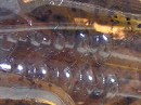 Donko (Sculpin) (#0053)