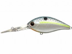 Queen shad (#289)