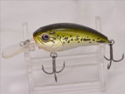 Baby bass