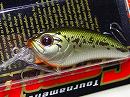 Baby bass (#122)