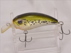 Baby bass