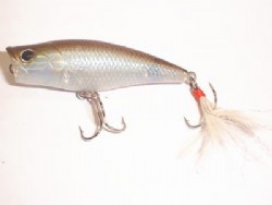 NL shad