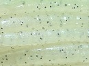 Pearl white black pepper (#008)