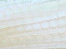 Pearl white (#009)
