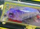 GLX Pro blue craw