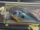 PM Threadfin shad