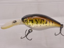 Bass coach