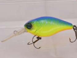 Blue back tiger 1