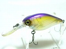 Purple back minnow