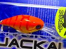 Orange gold shrimp