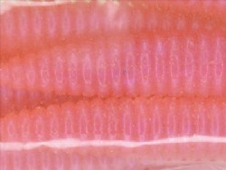 Kohoku red