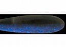 Black blue