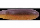 Smoke mastard / Red flake (#63)