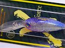 GLX Pro blue craw