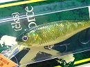 GG Moss back golden shad