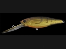 ITO Shrimp