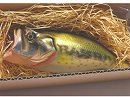 Bass bass (#04)