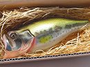 Black bass