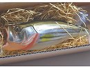 Striper (#03)