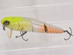 Albino chart pirarucu