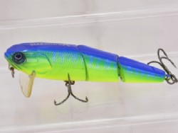 Blue back tiger