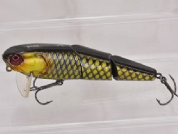 Gold pirarucu
