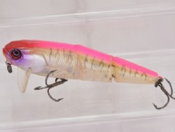 Pink back ghost tiger
