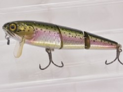 Rainbow trout