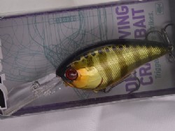SK champagne gold gill