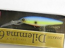 American blue shad (#261)