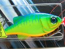 Blue back tiger