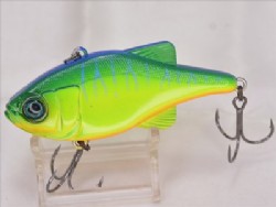 Blue back tiger