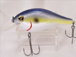 Sexy shad