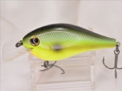 Sexy sunburst shad