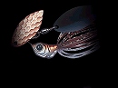 Bug (#20) -single copper willow