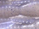 Silver smoke shad (#00A7)