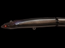 Black eel
