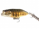 Orange belly smallmouth bass (OBSMB)