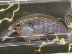 Real blue gill (#10)