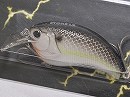 Black back shad (#18)