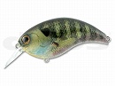 Real blue gill (#01)