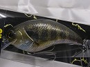 Real blue gill (#01)