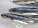 Maiwashi / Silver