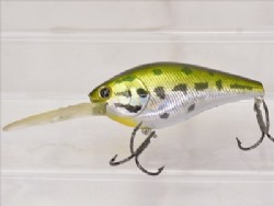 Aurora bass