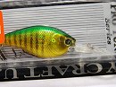 Aurora green perch