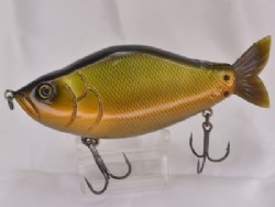Golden shiner
