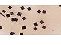Champagne / Black flake (#218)