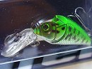 Bass