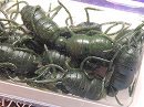 Dark watermelon pepper (#S-52)