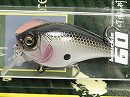 Ozark shad